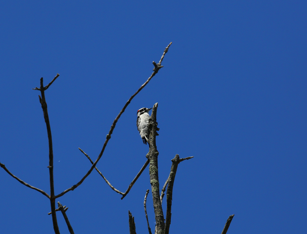 OWLET/VERNONMARSHNEND5072013127X1000.jpg