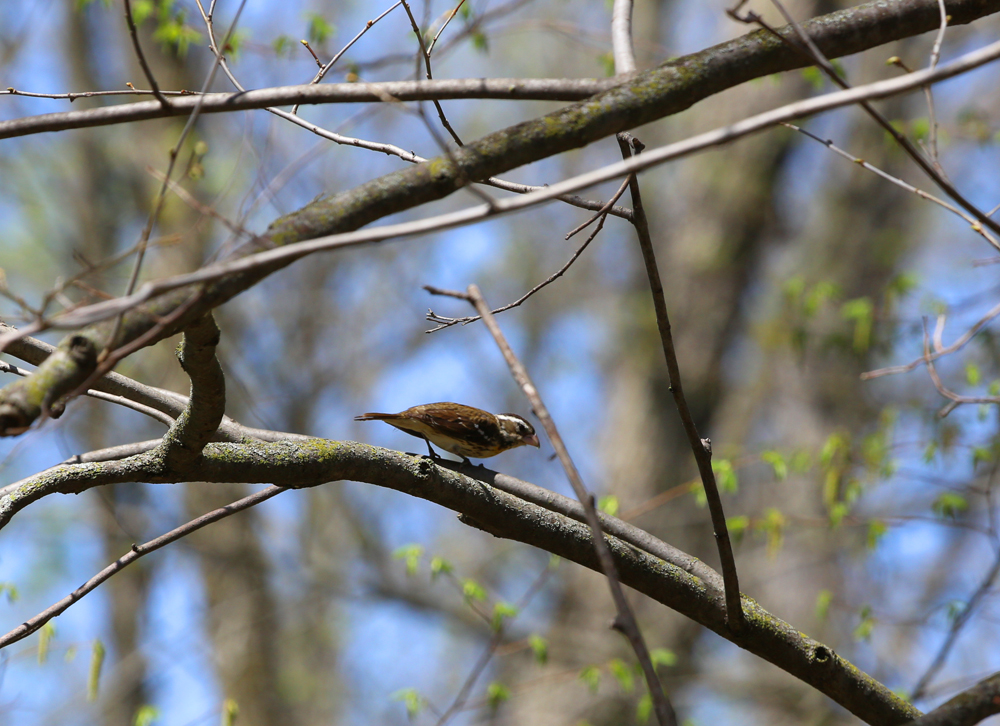 OWLET/VERNONMARSHNEND5072013187X1000.jpg