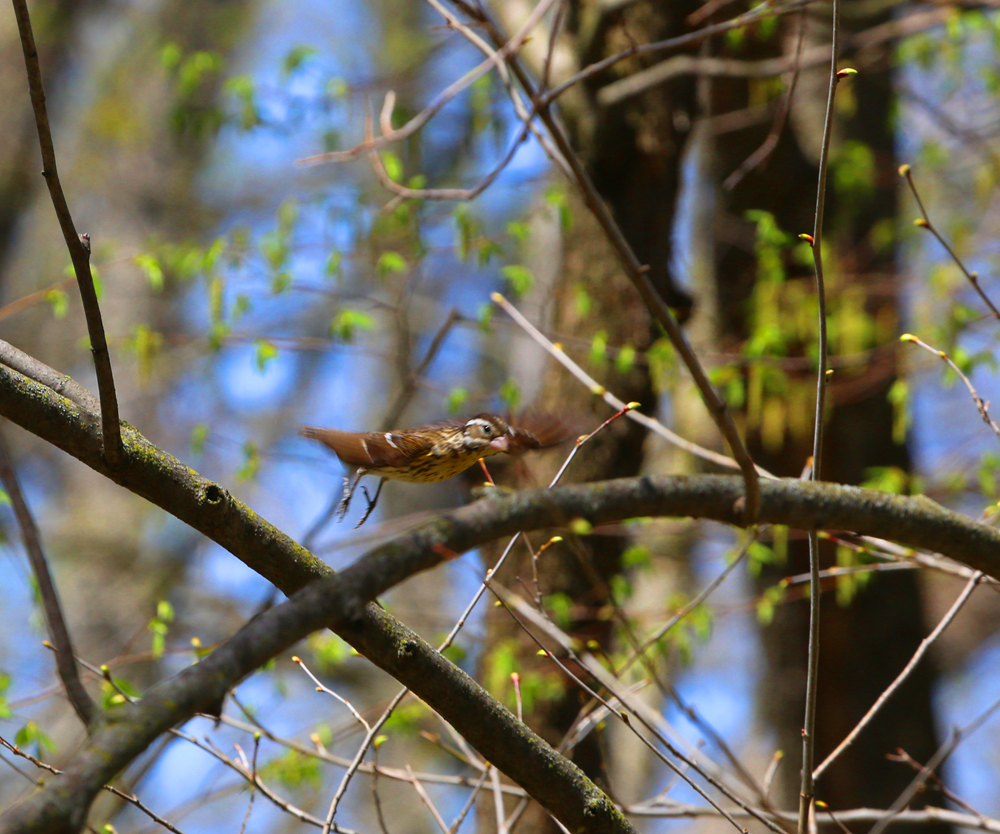 OWLET/VERNONMARSHNEND5072013187X1000X2.jpg