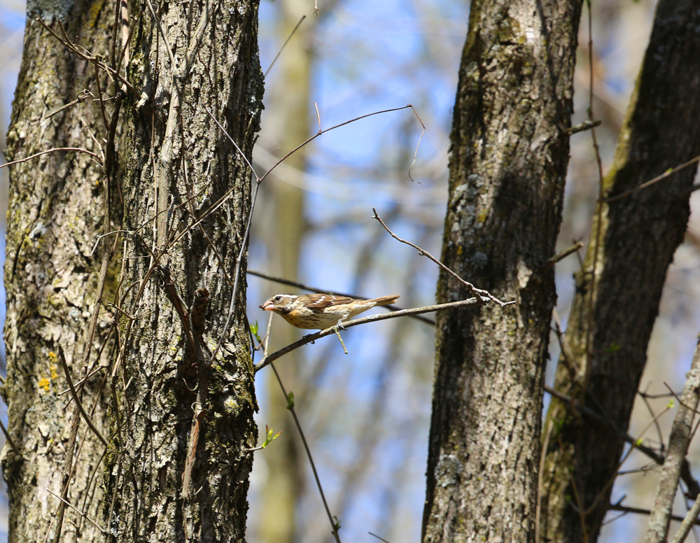 OWLET/VERNONMARSHNEND5072013197X1000.jpg