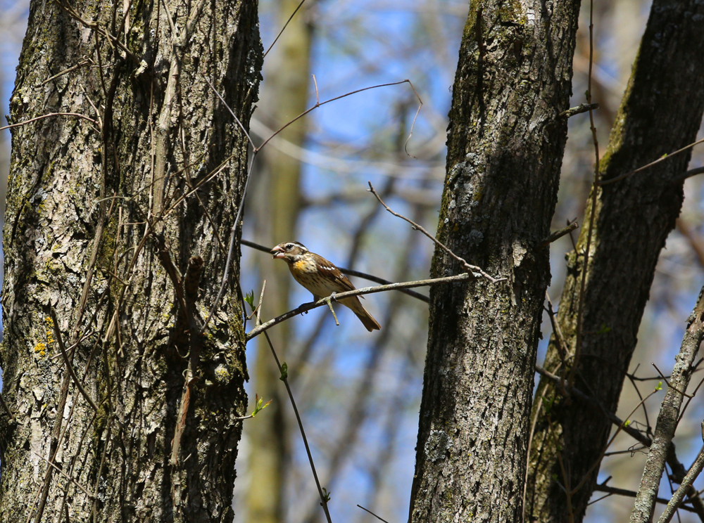 OWLET/VERNONMARSHNEND5072013197X1000.jpg