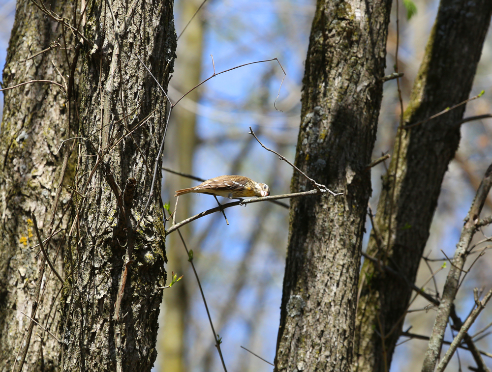 OWLET/VERNONMARSHNEND5072013197X1000.jpg