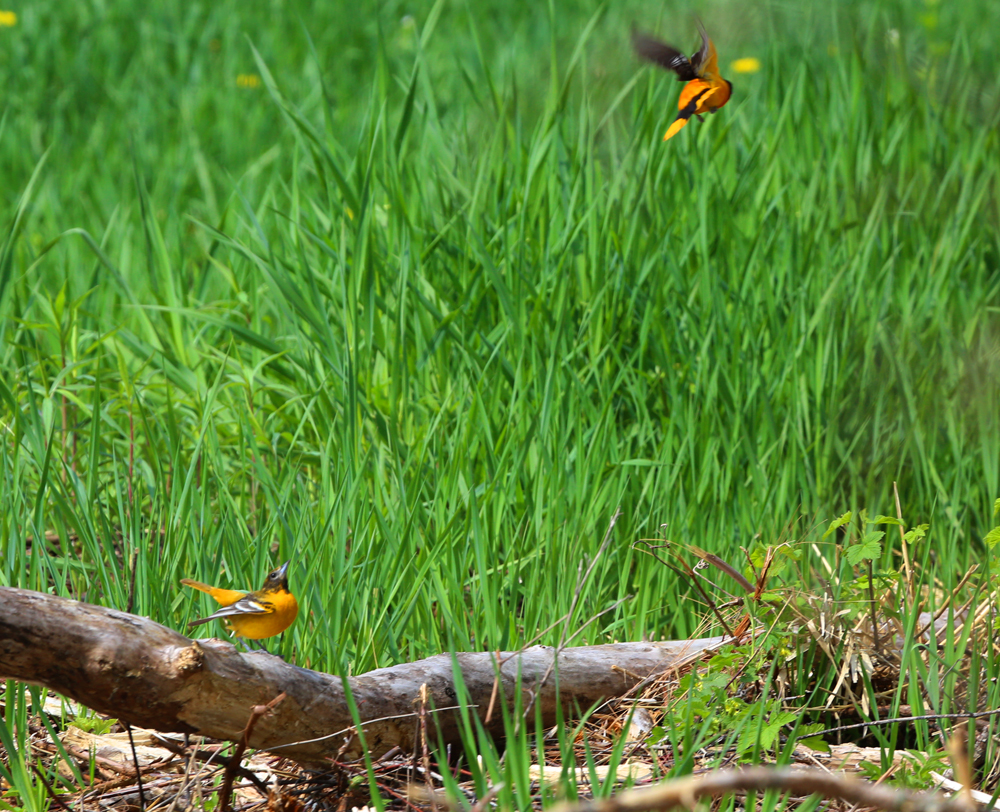 OWLET/VERNONMARSHNEND5182013MRT087x1000.jpg