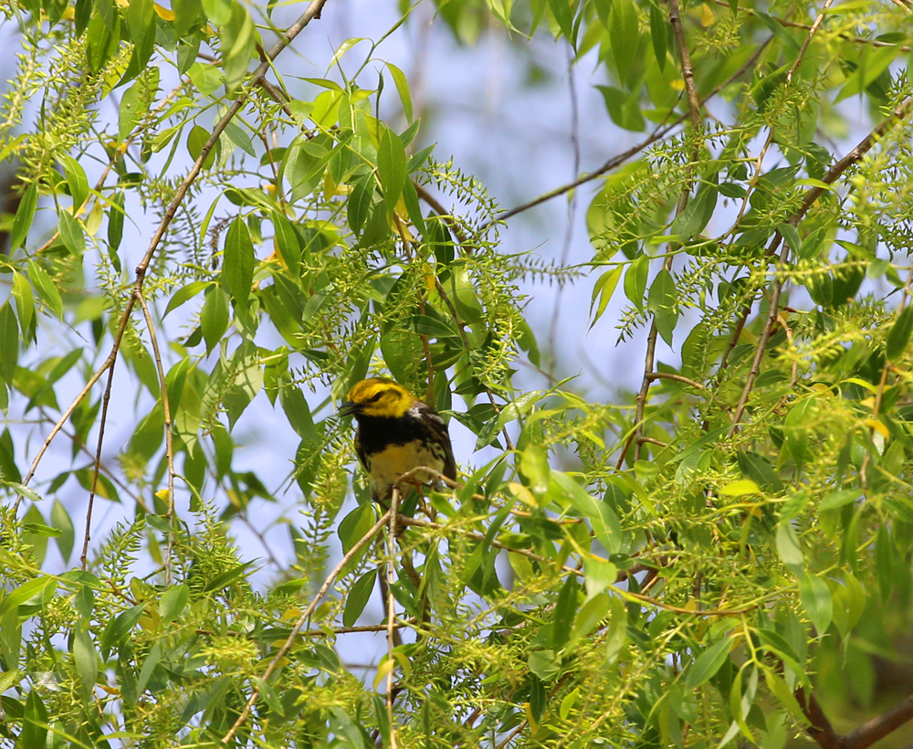 OWLET/VERNONMARSHNEND5182013MRT179X1000.jpg