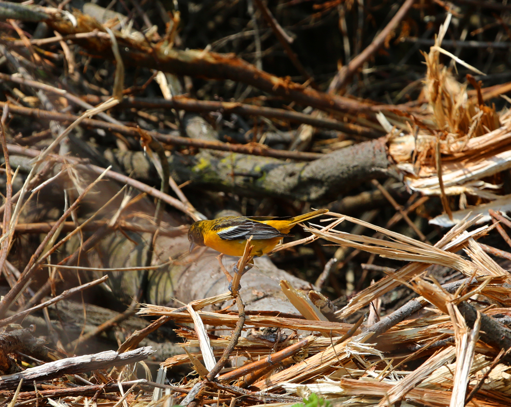 OWLET/VERNONMARSHNEND5182013MRT136X1000.jpg