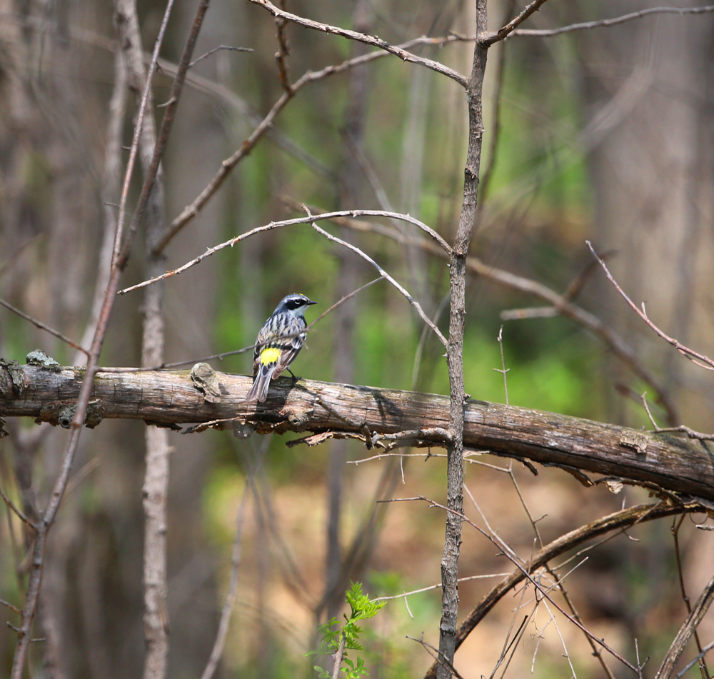 OWLET/VERNONMARSHNEND5182013MRT202X1000.jpg