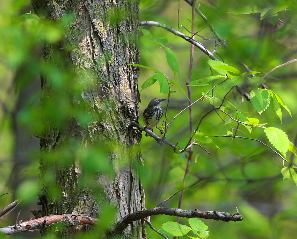 OWLET/VERNONMARSHNEND5182013MRT201X1000.jpg