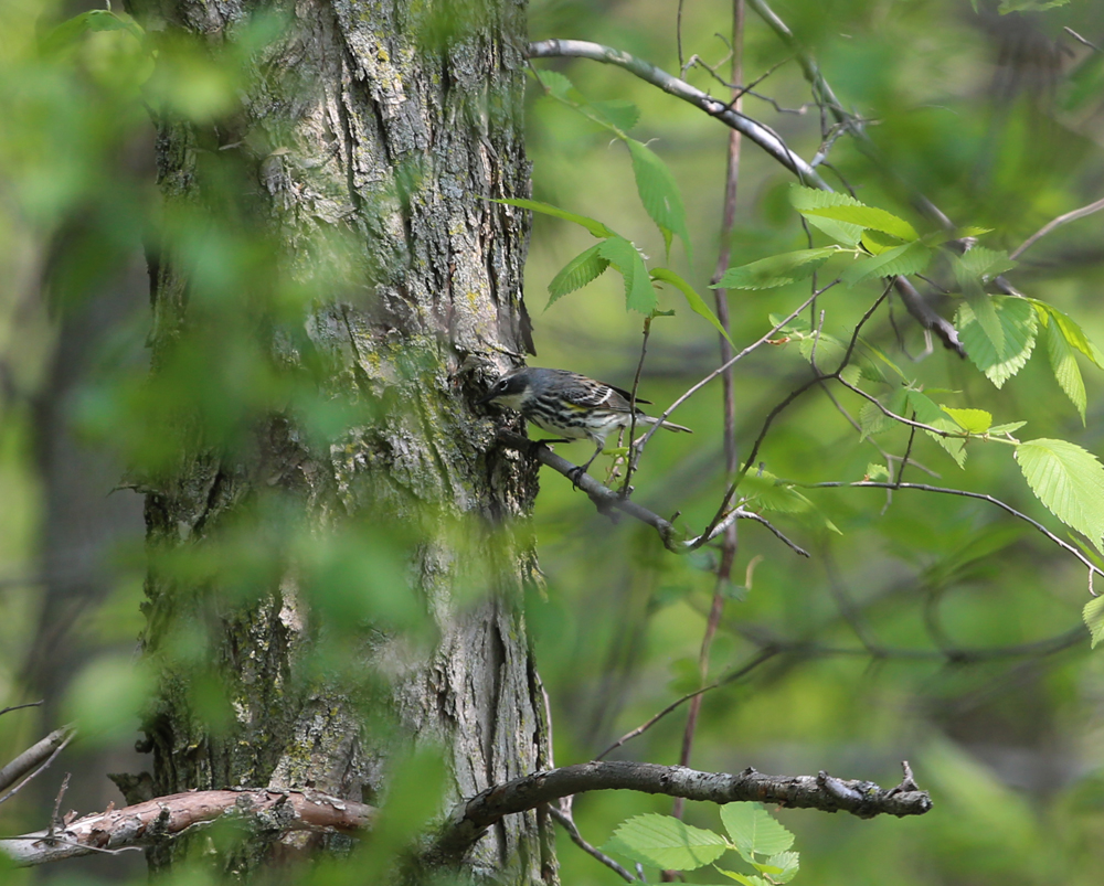 OWLET/VERNONMARSHNEND5182013MRT201X1000.jpg