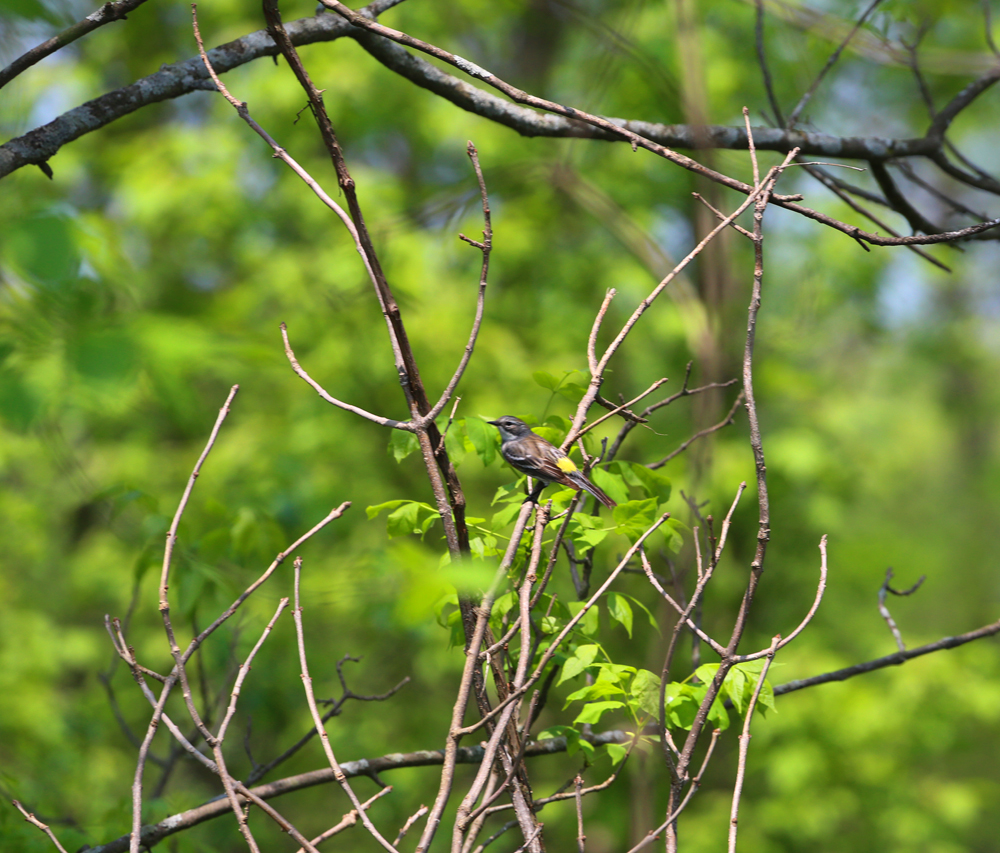 OWLET/VERNONMARSHNEND5182013MRT202X1000.jpg