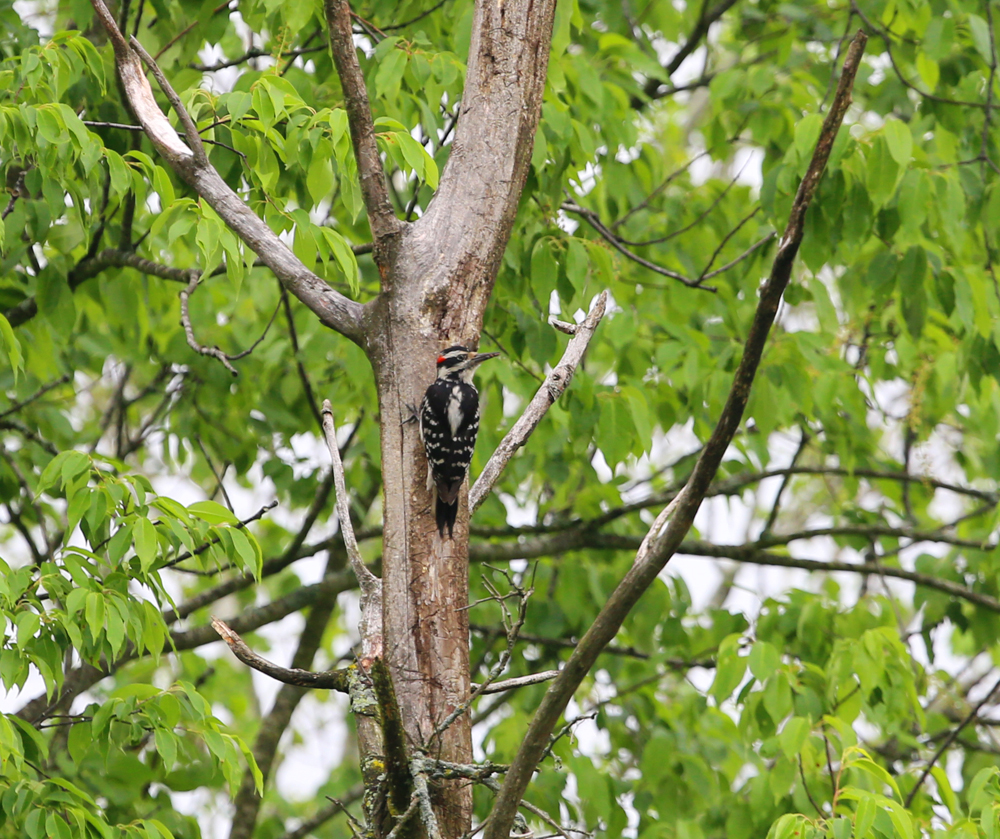 OWLET/VERNONMARSHSENDLOWER5312013MRT036X1000.jpg