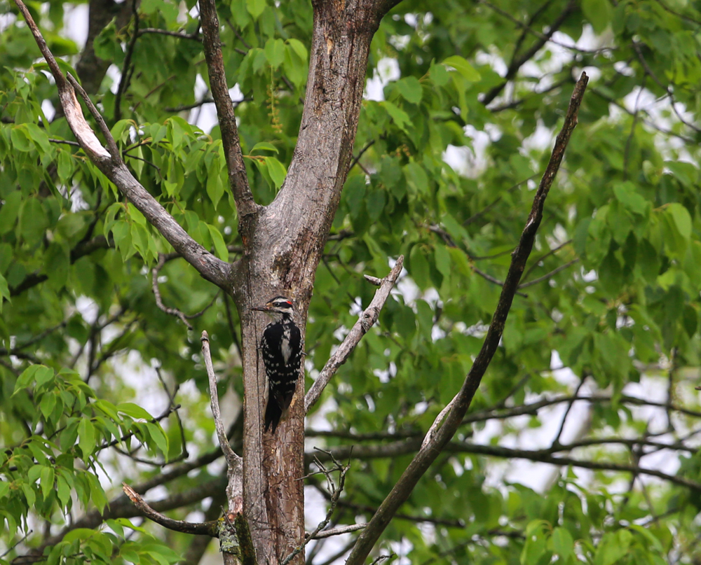 OWLET/VERNONMARSHSENDLOWER5312013MRT036X1000.jpg