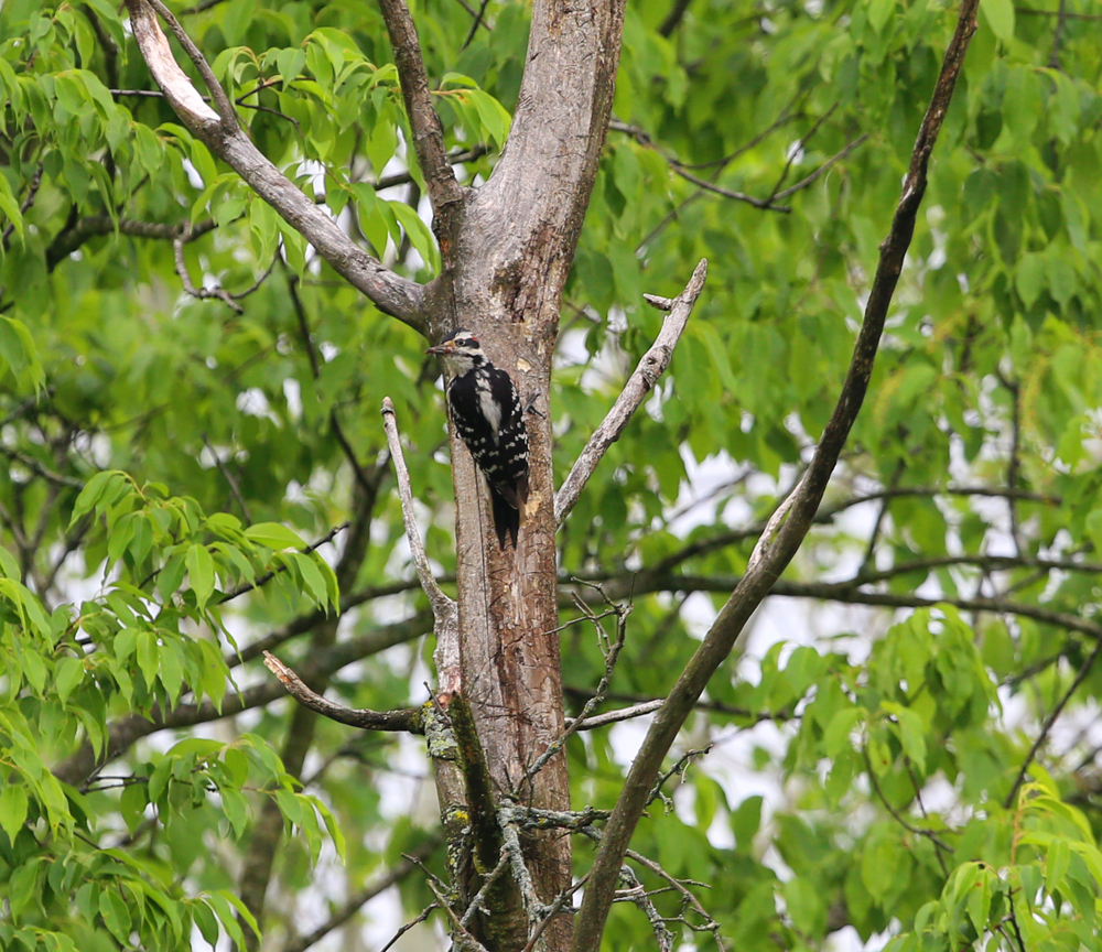 OWLET/VERNONMARSHSENDLOWER5312013MRT036X1000.jpg