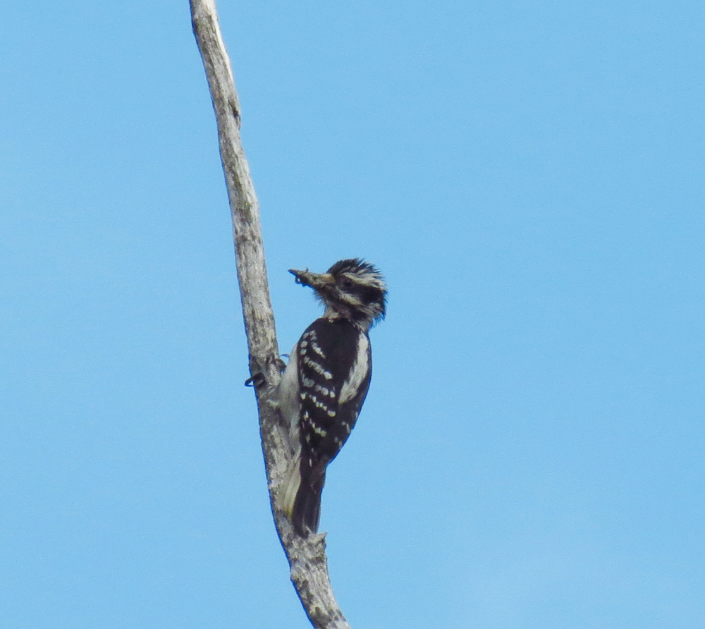 OWLET/VERNONMARSHSENDLOWERVIDEO5312013VJT005X1000.jpg