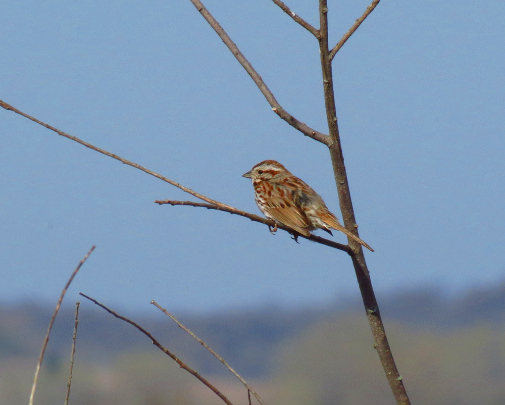 OWLET/VERNONMARSHSX405012013VJT015x1000.jpg