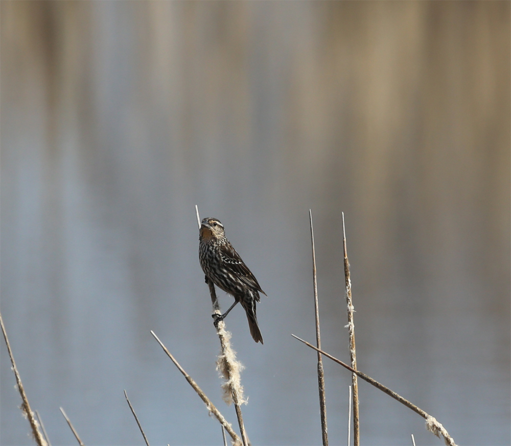 OWLET/VERNONMARSHUPPER4282013002X1000.jpg