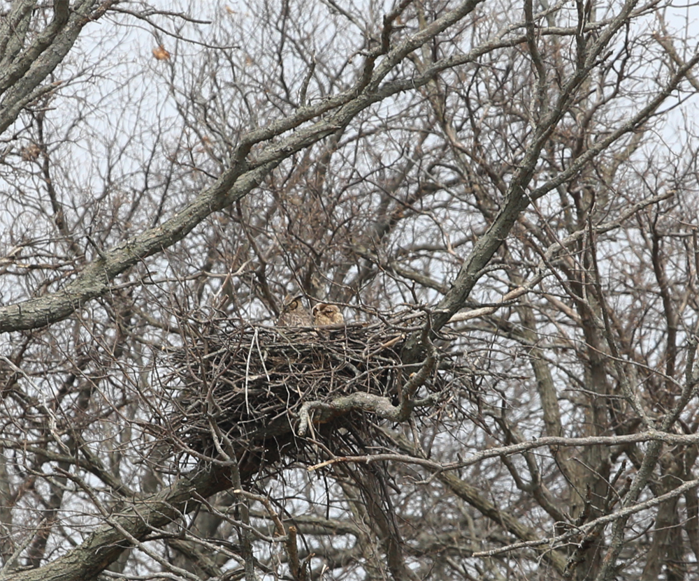 OWLET/VERNONMARSHUPPER4292013020X1000.jpg