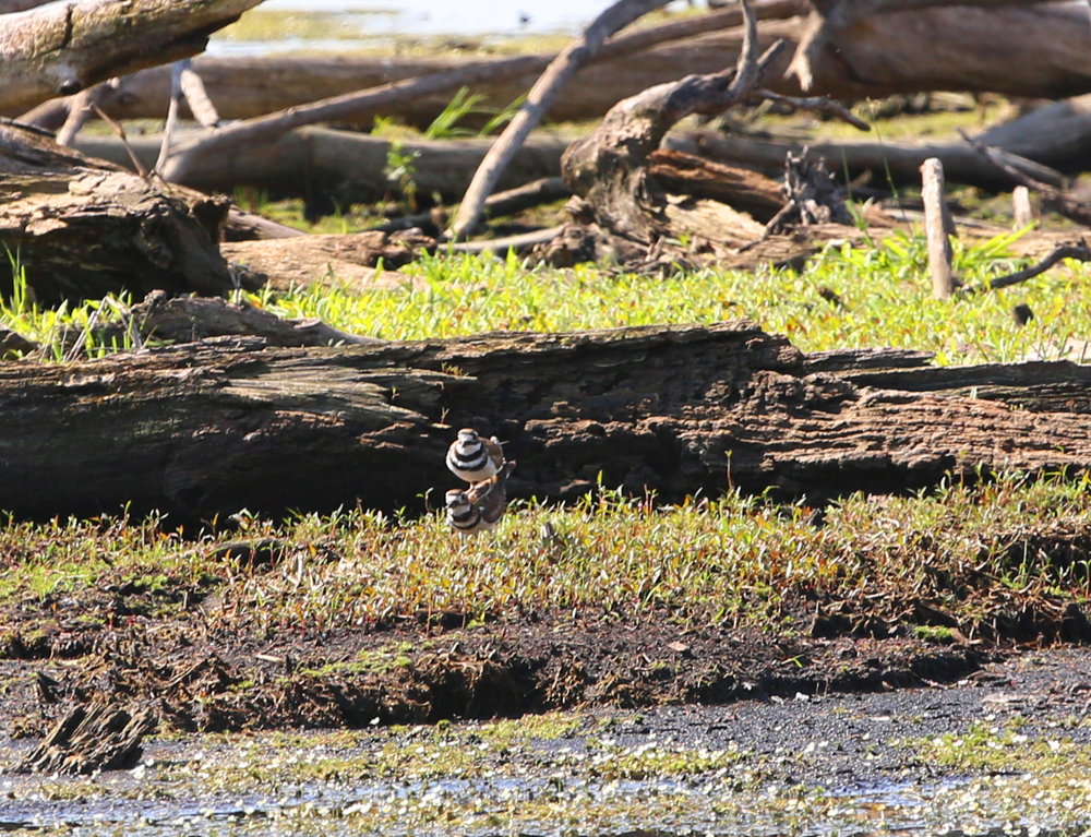 OWLET/VERNONMARSHUPPER6142013MRT062X1000.jpg