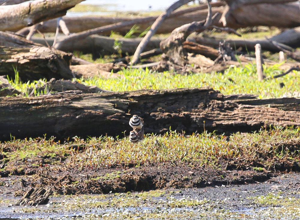 OWLET/VERNONMARSHUPPER6142013MRT062X1000.jpg