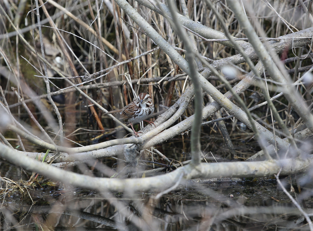 OWLET/VERNONMARSHUPPPER4272013MRT131x1000.jpg