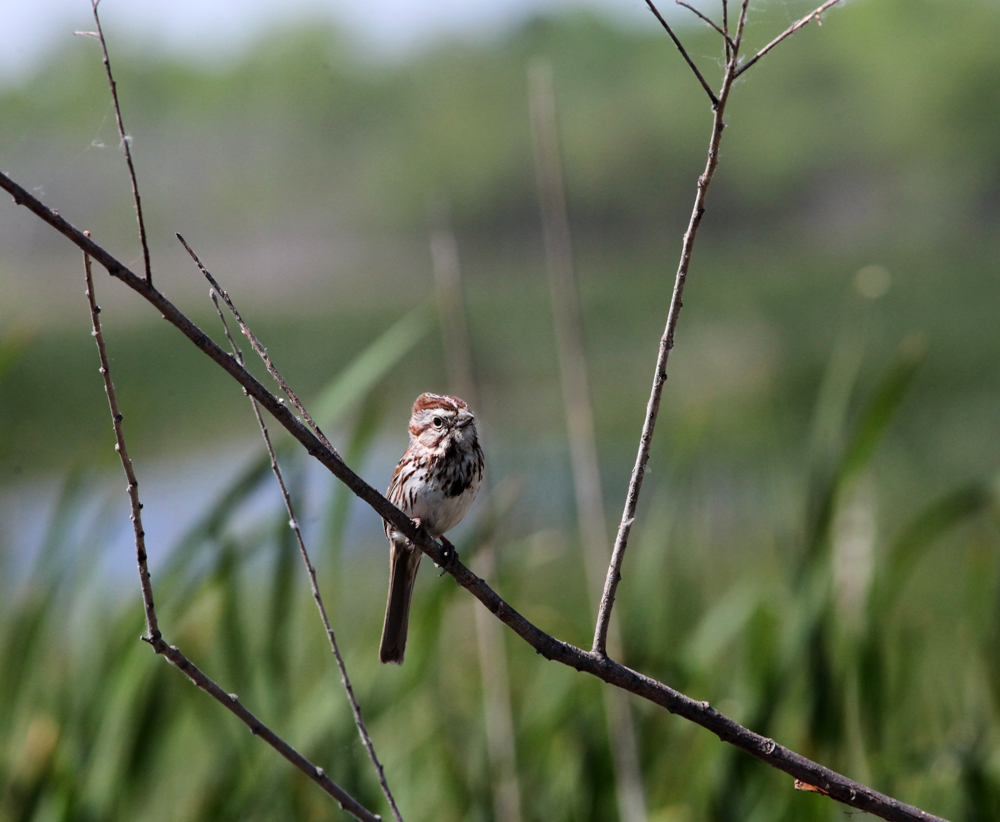 OWLET/VERNONMRTRAPP5182012148X1000.jpg