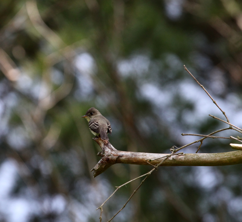 OWLET/VERNONMRTRAPP5262012110X1000.jpg