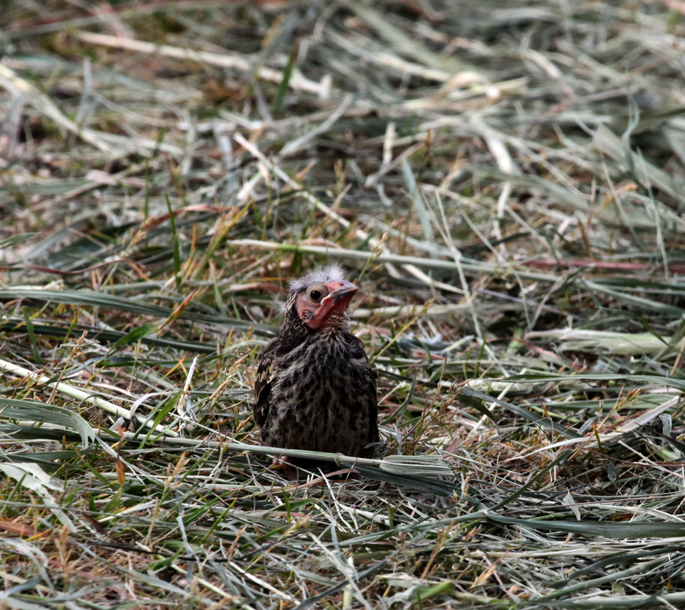 OWLET/VERNONMRTRAPP5262012110X1000.jpg