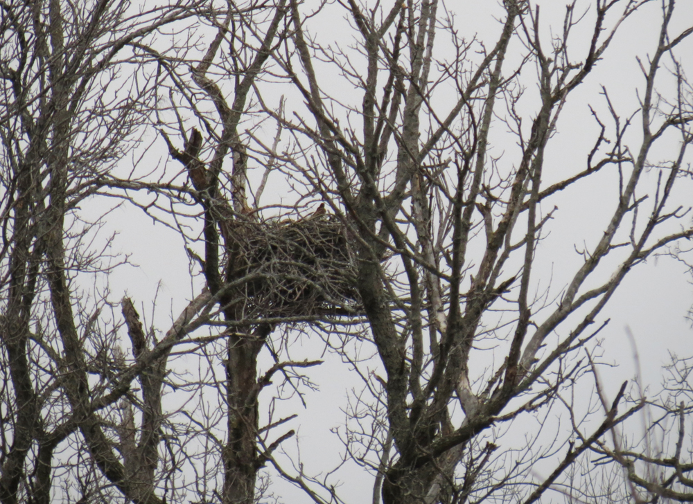 OWLET/VERNONNEND4132013VJT008X1000X2.jpg