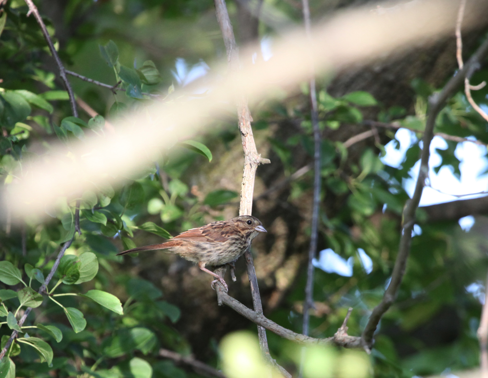 OWLET/VERNONNEND7232012MRT093X1000.jpg