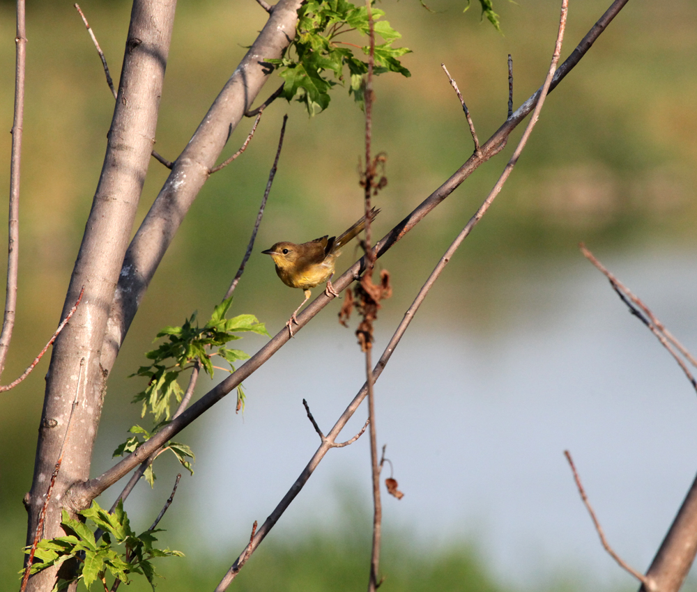 OWLET/VERNONNEND7272012MRT009x1000.jpg