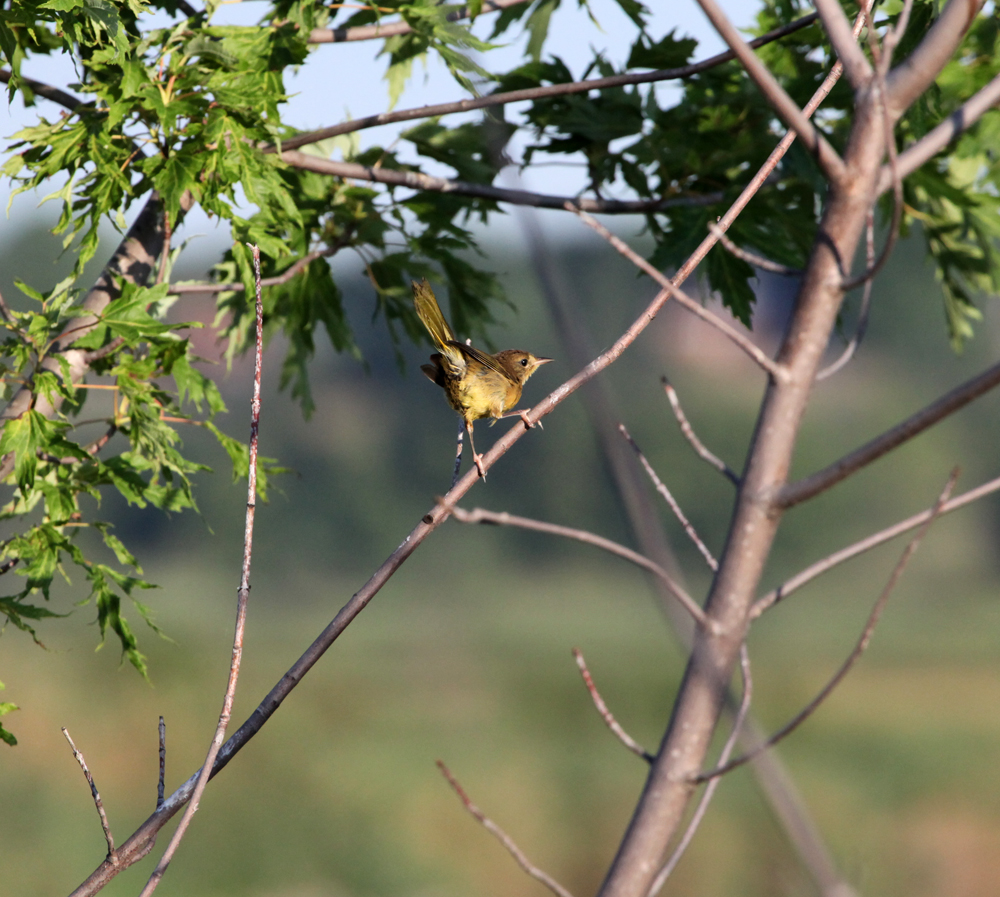 OWLET/VERNONNEND7272012MRT009x1000.jpg