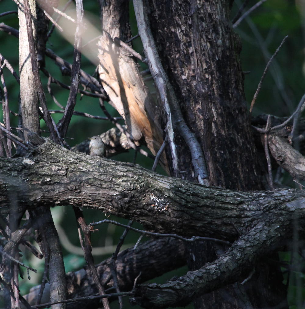 OWLET/VERNONNEND7272012MRT063x1000.jpg