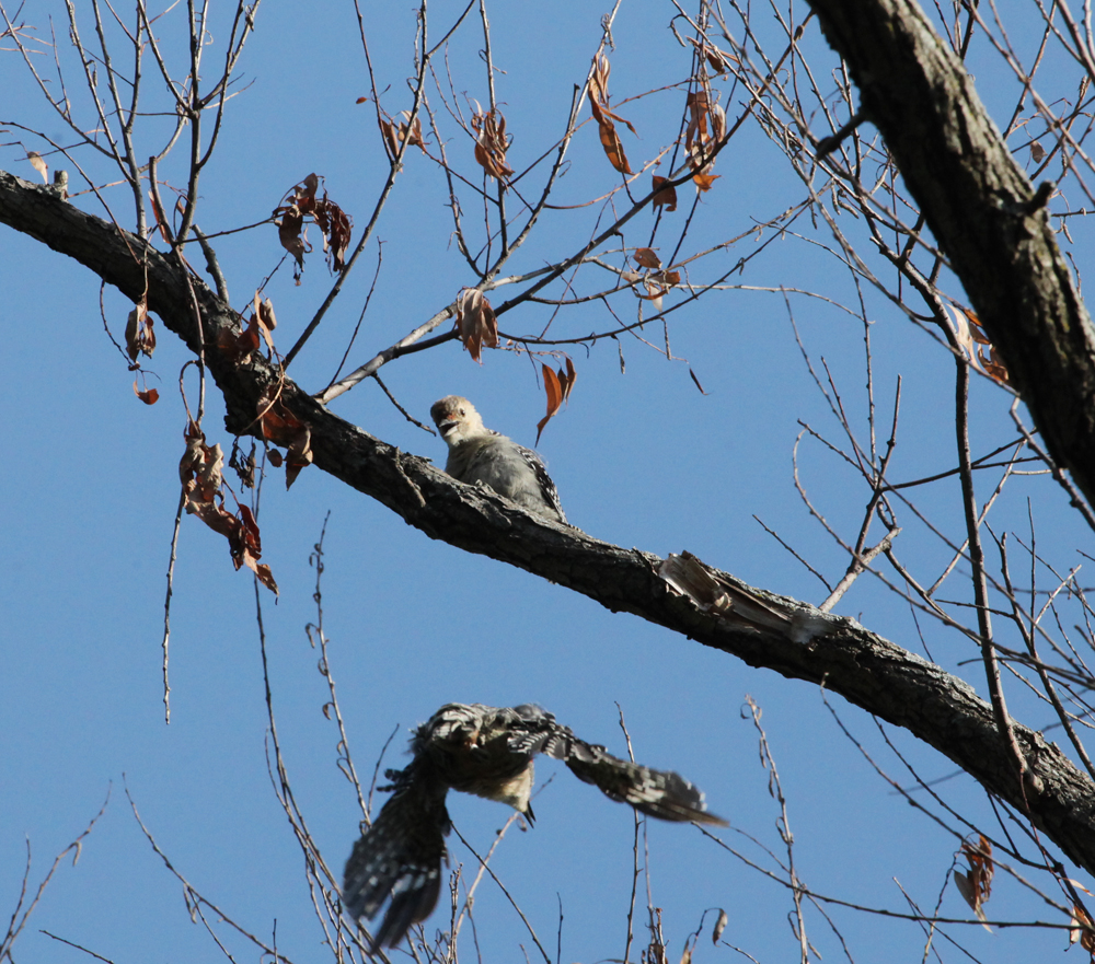 OWLET/VERNONNEND7272012MRT063x1000.jpg