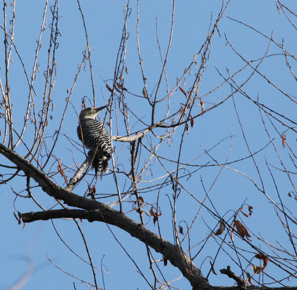 OWLET/VERNONNEND7272012MRT063x1000.jpg