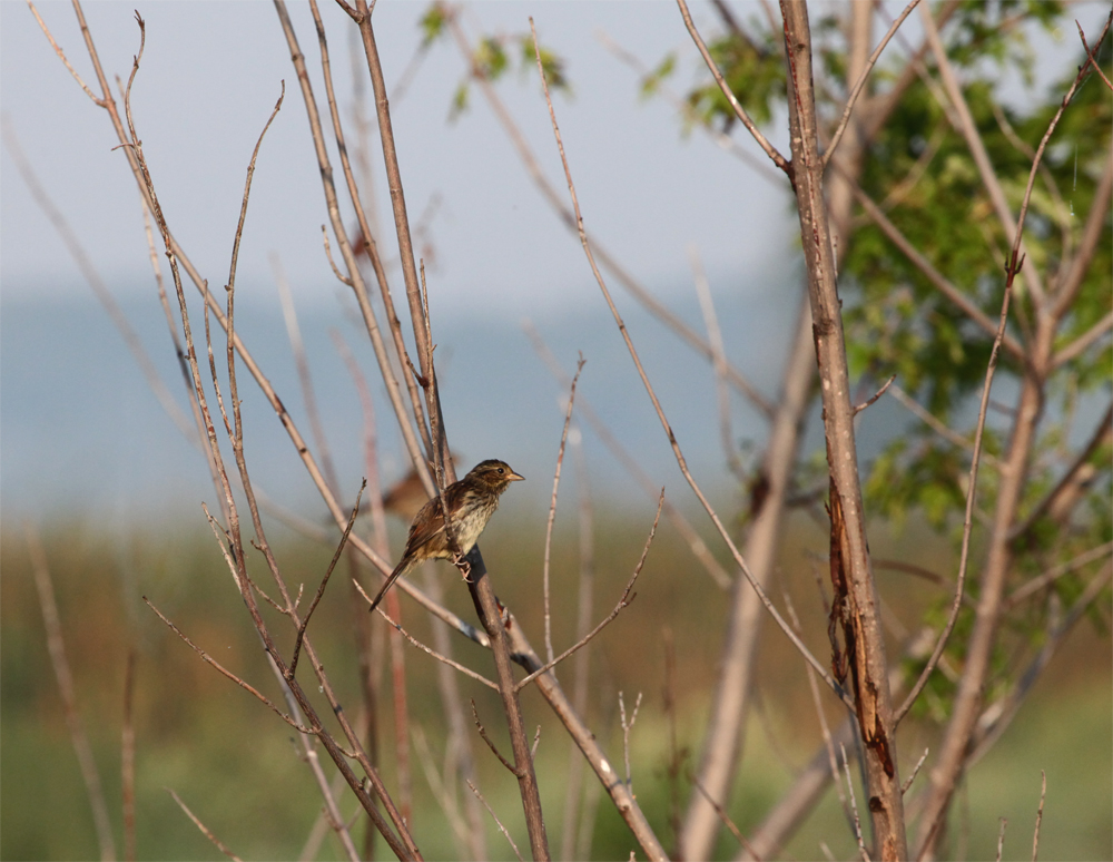 OWLET/VERNONNEND8252012MRT043X1000.jpg