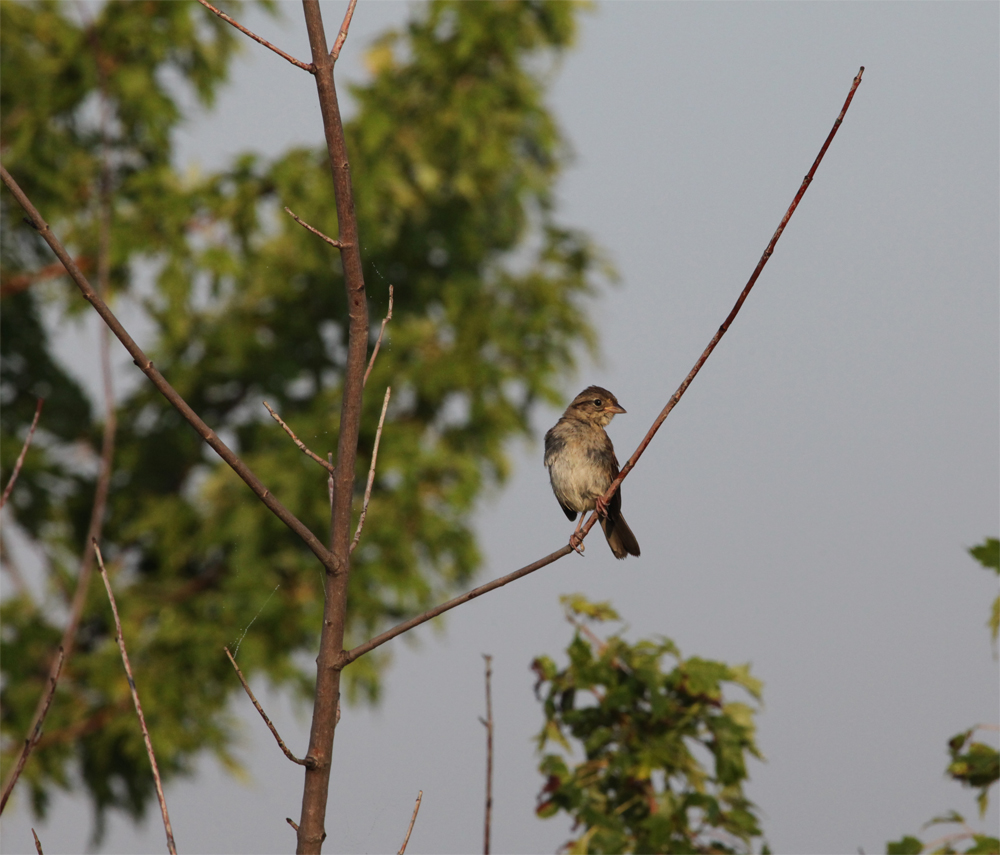 OWLET/VERNONNEND8252012MRT043X1000.jpg