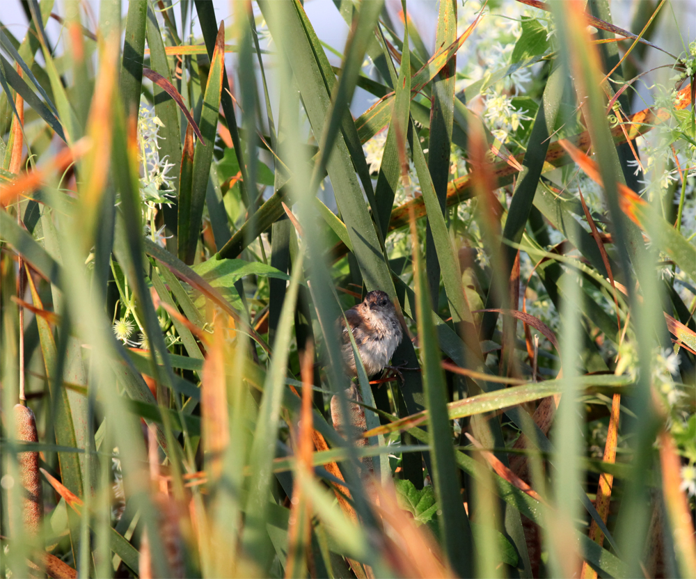 OWLET/VERNONNEND8252012MRT043X1000.jpg