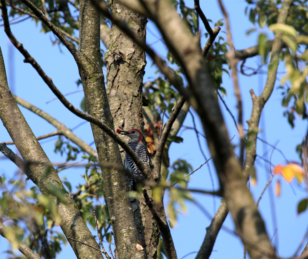 OWLET/VERNONNEND8252012MRT068X1000.jpg