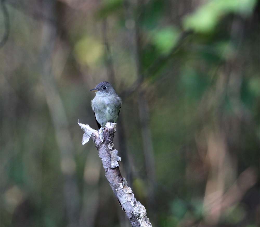 OWLET/VERNONNEND8252012MRT085X1000.jpg