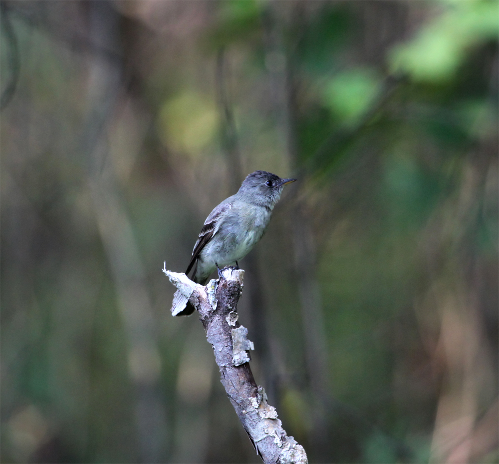 OWLET/VERNONNEND8252012MRT085X1000.jpg