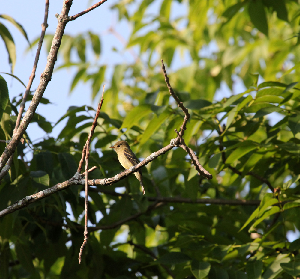 OWLET/VERNONNEND8252012MRT068X1000.jpg