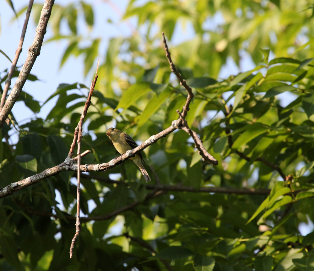 OWLET/VERNONNEND8252012MRT068X1000.jpg