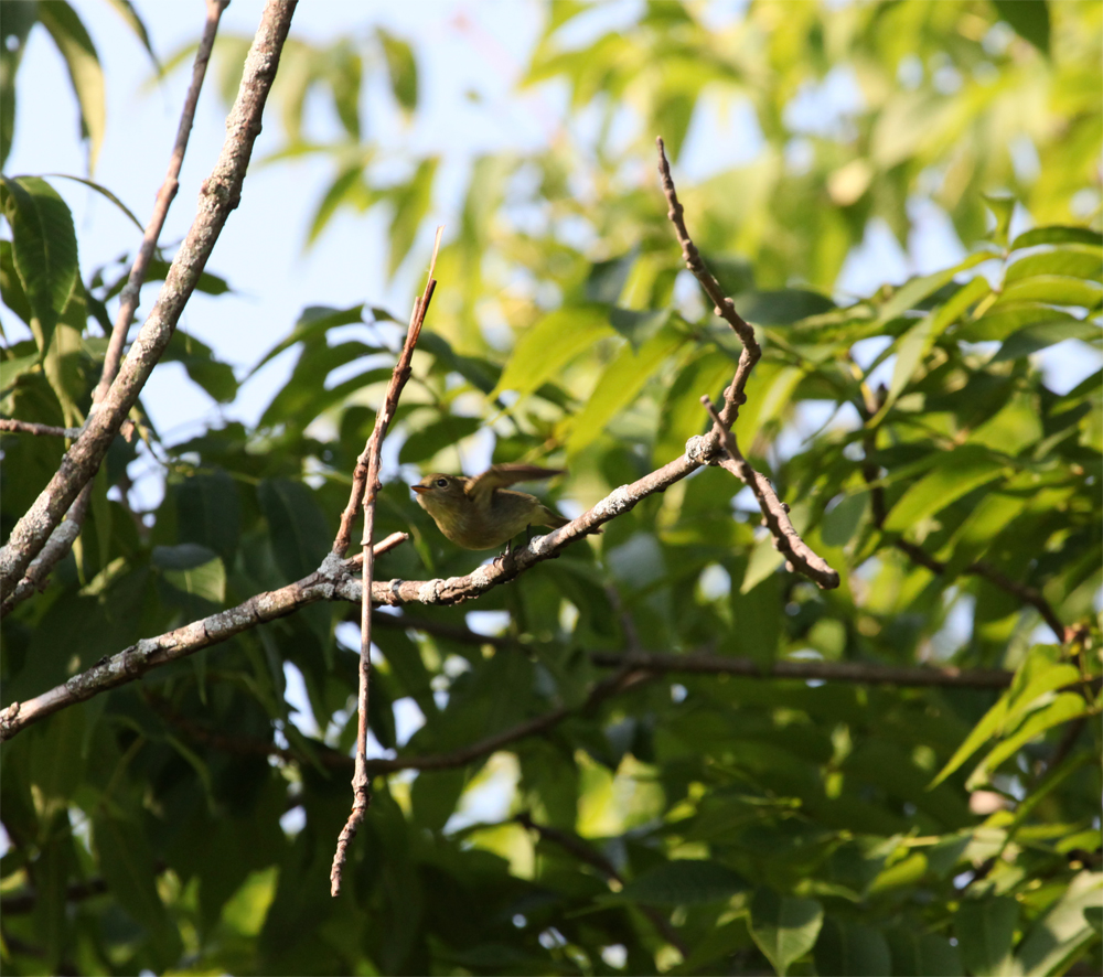 OWLET/VERNONNEND8252012MRT068X1000.jpg