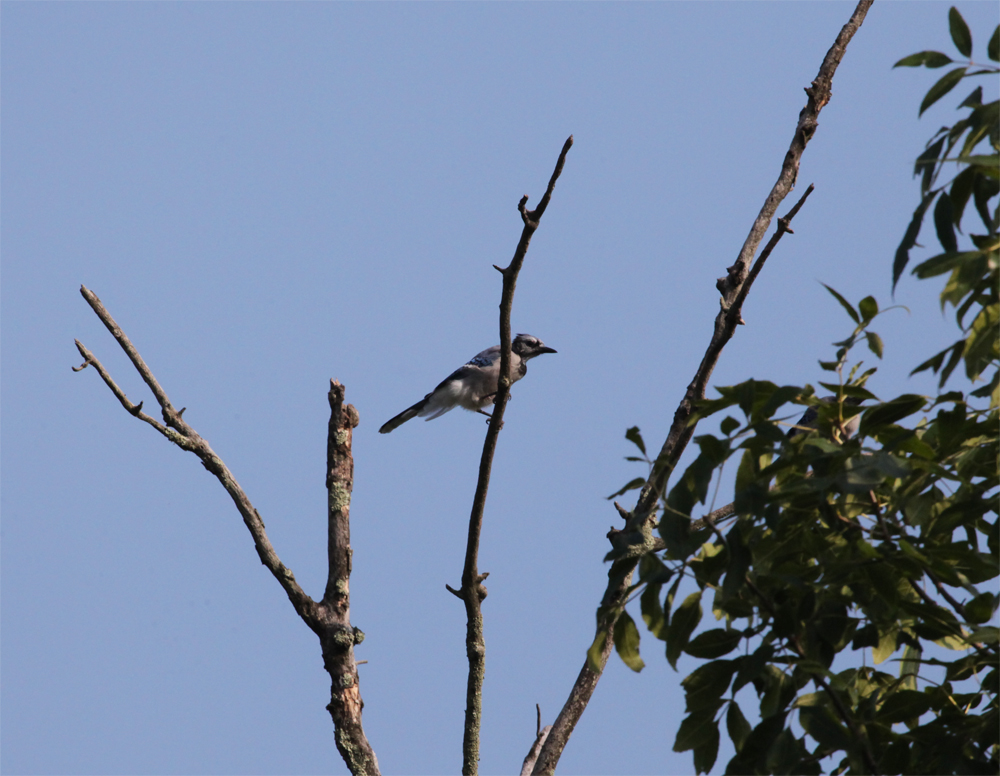 OWLET/VERNONNEND8252012MRT121X1000.jpg