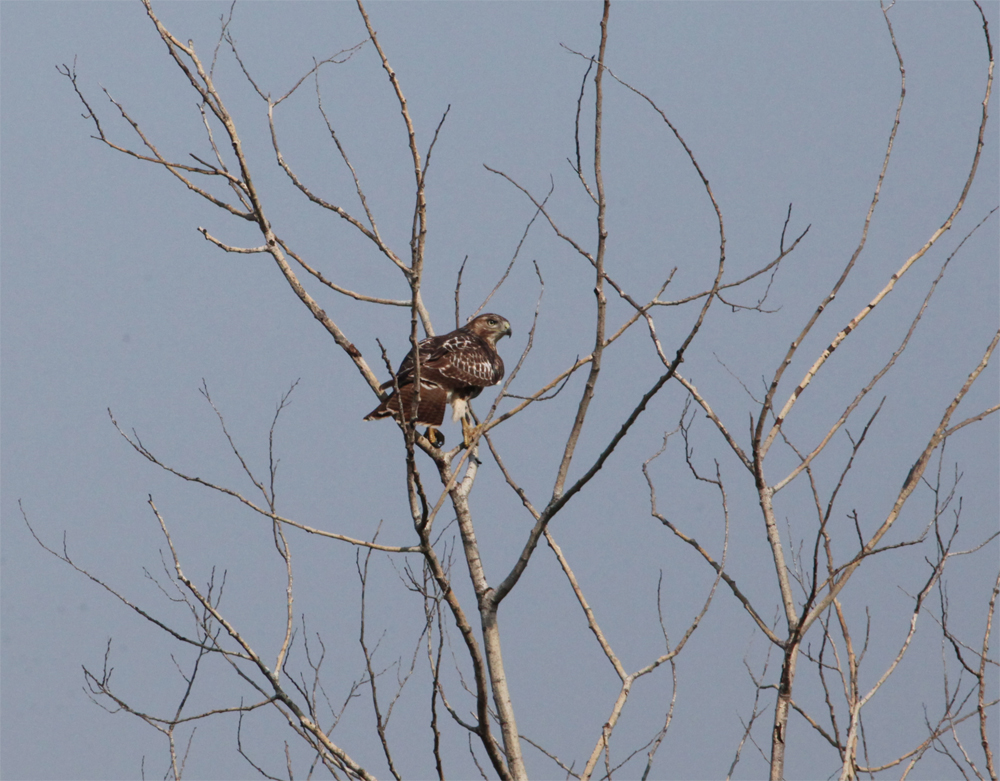 OWLET/VERNONNEND8252012MRT121X1000.jpg