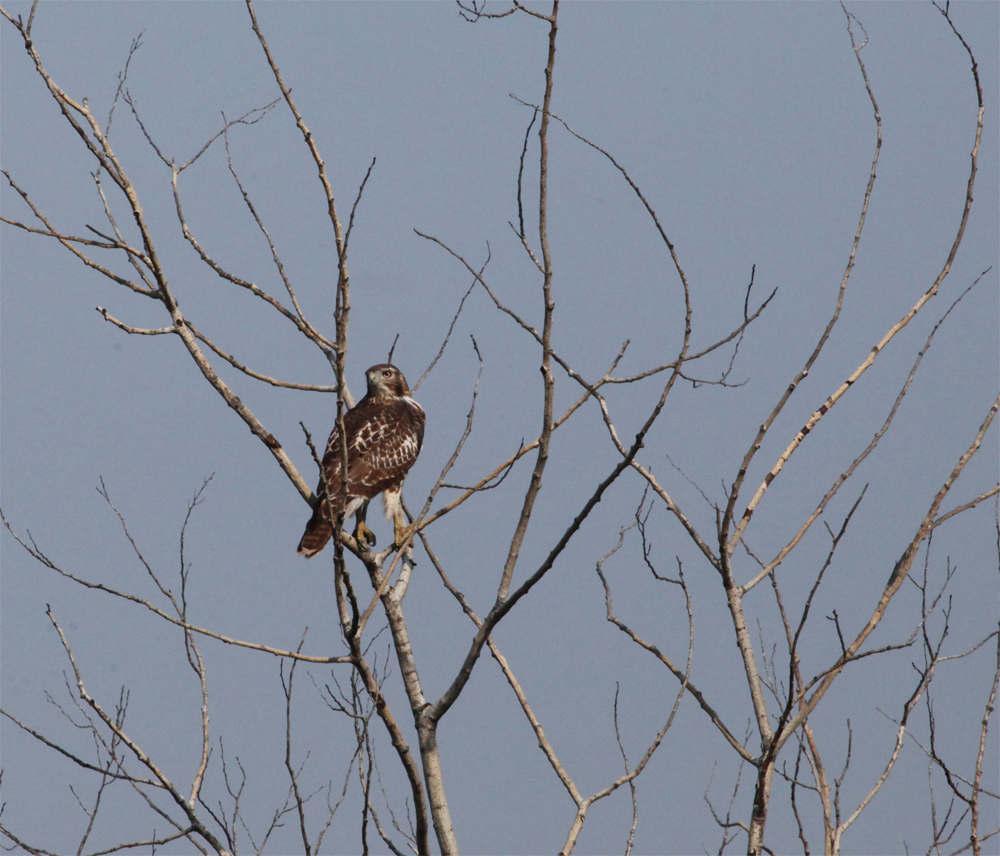 OWLET/VERNONNEND8252012MRT121X1000.jpg