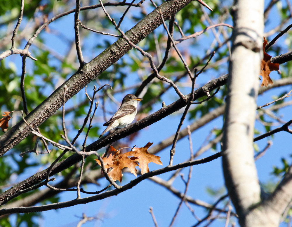 OWLET/VERNONSOUTHERNEND730011MRT2.jpg