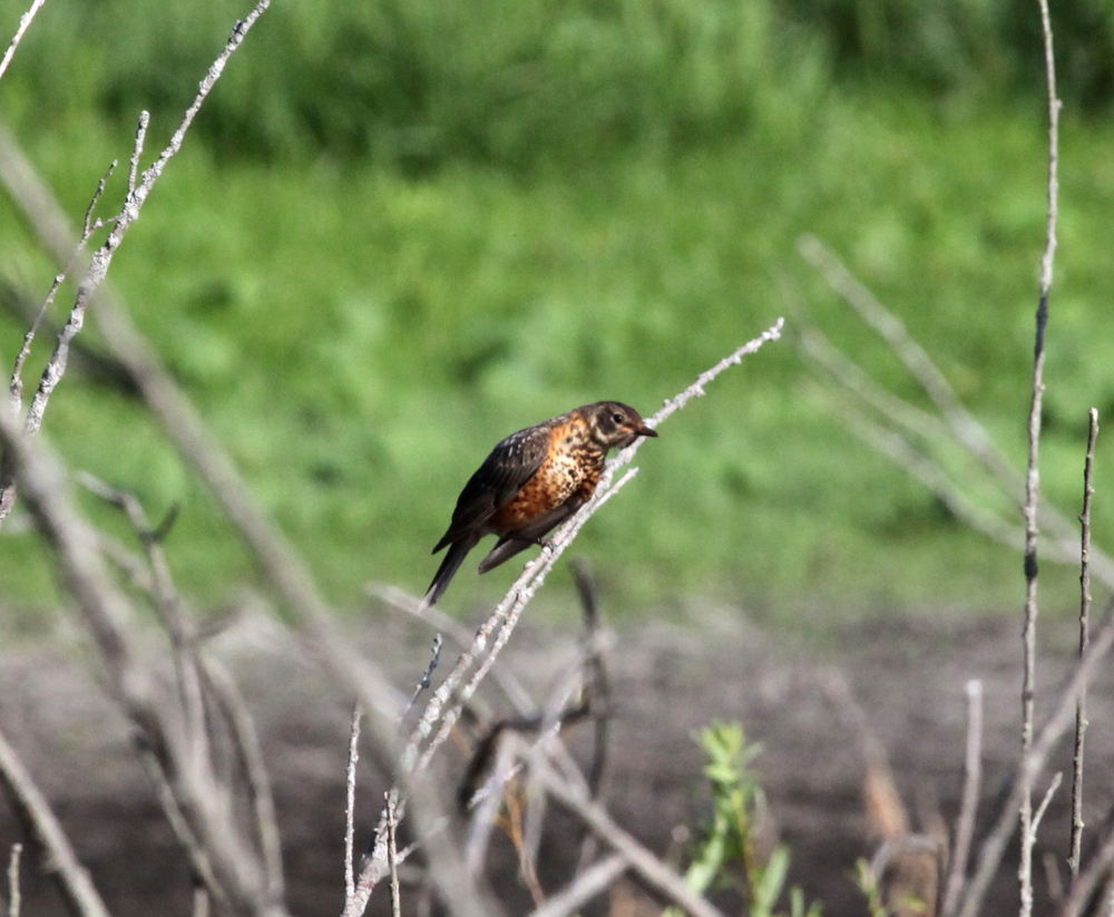 OWLET/VERNONUP7082012MRT093X1000.jpg