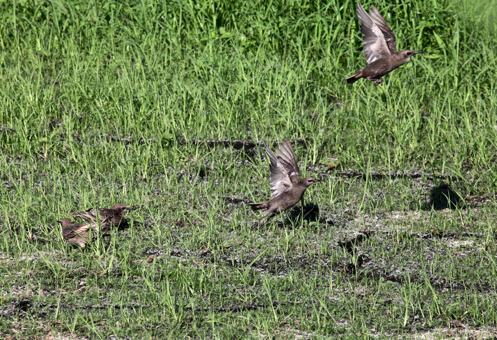 OWLET/VERNONUP7082012MRT123X1000.jpg