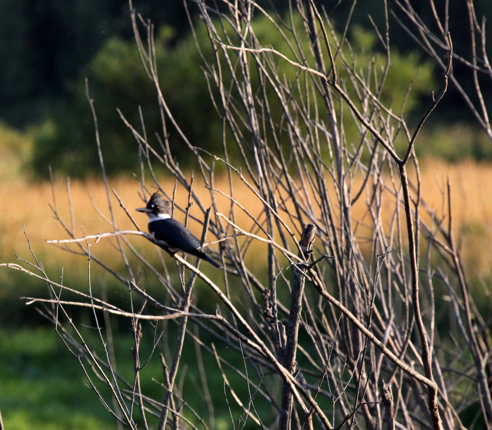 OWLET/VERNONUP7082012VJT030x1000.jpg