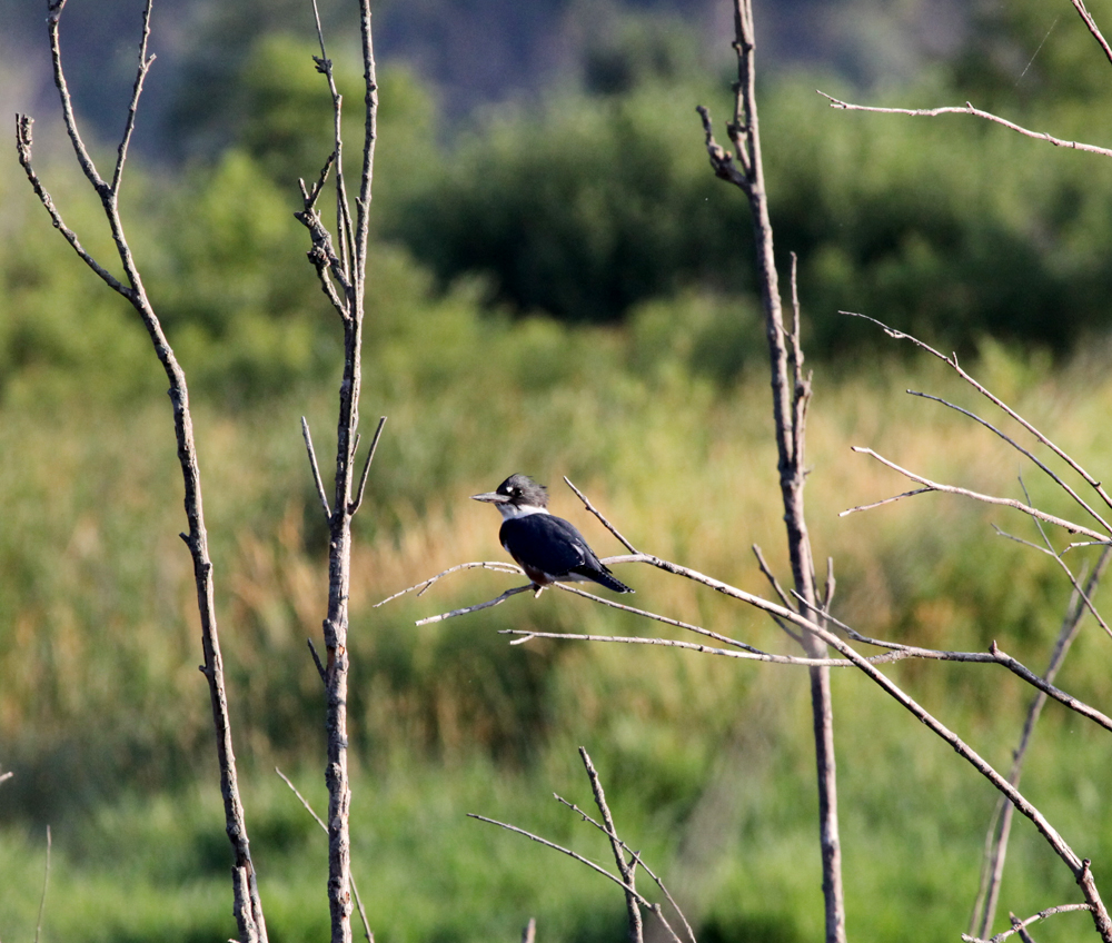 OWLET/VERNONUP7082012VJT030x1000.jpg